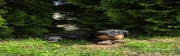 Ruwhaar Teckel honden te koop: Standaard Ruwharige Teckelpups met FCI stamboom  - Advertentie 15