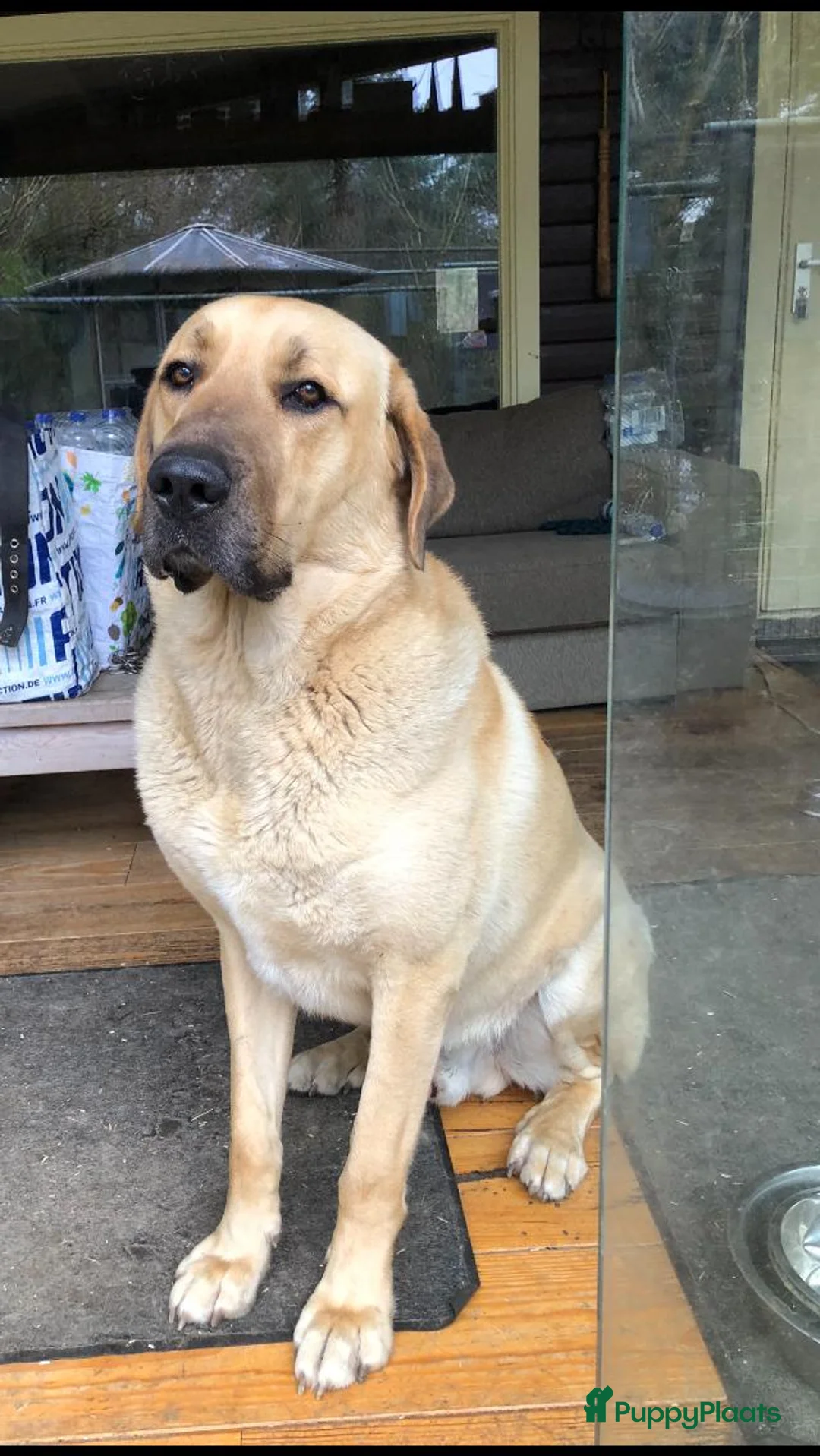 Kruising honden te koop: Puppies van Kaukasische en anatolische Herder  in Reusel - Advertentie 2