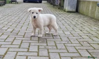 Zwitserse Witte Herdershond Puppy 2