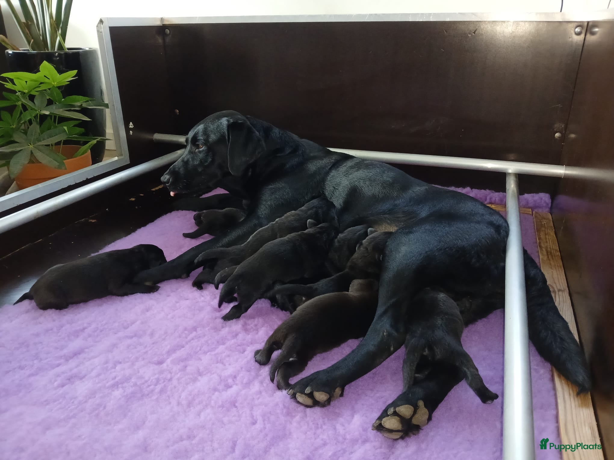 Labrador Retriever honden Zwarte Field Trial Labradorpups met goede stamboom - Advertentie 1