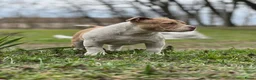 Amerikaanse Bully honden te koop: American Bully Pocket - Advertentie 6