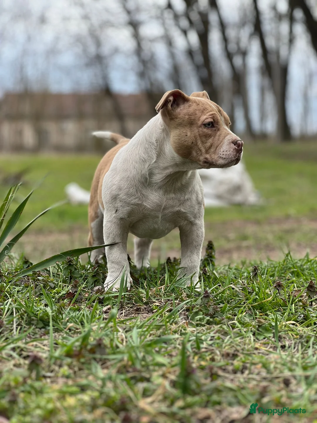 Amerikaanse Bully honden te koop: American Bully Pocket - Advertentie 6