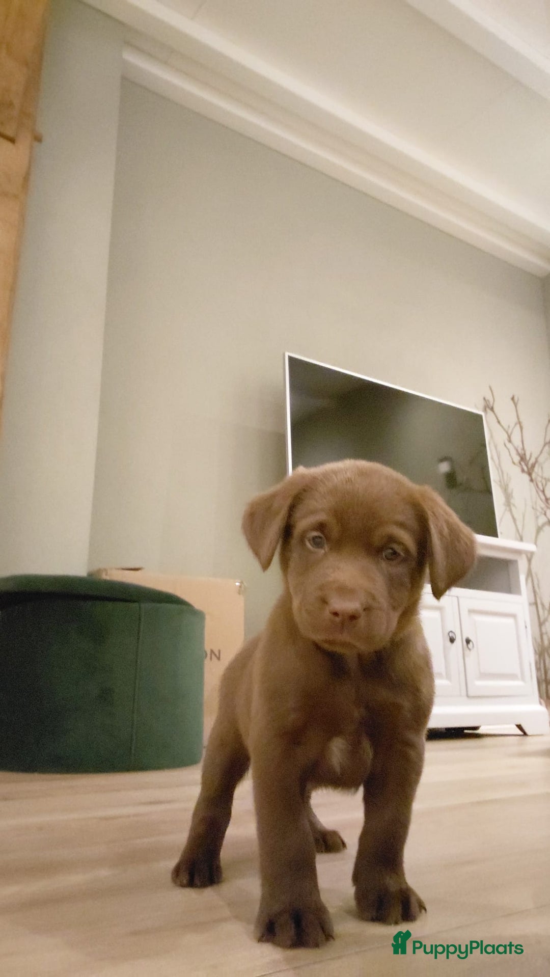 Kruising honden te koop: Super mooie bruine Labrador pups - Advertentie 5