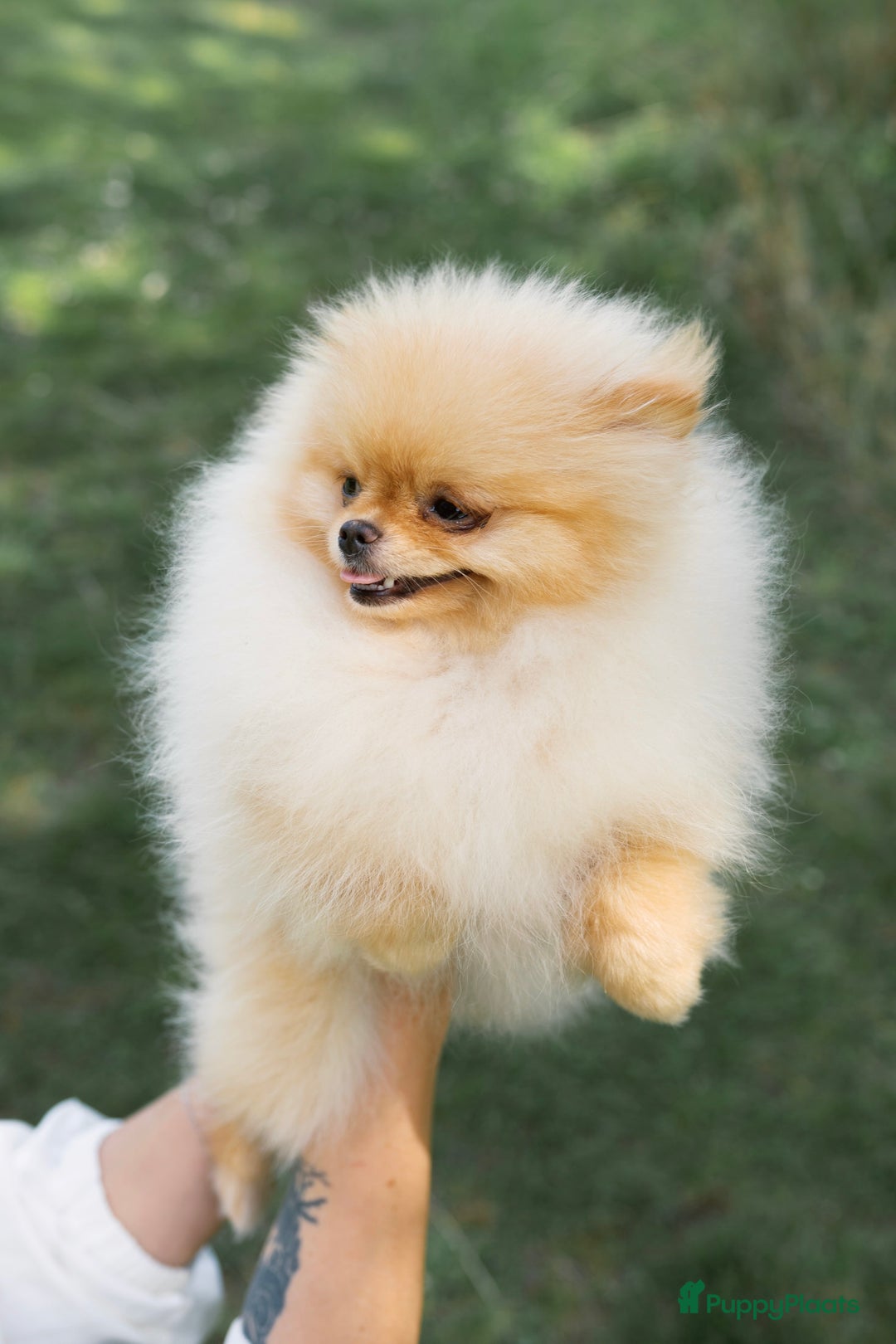 Pomeriaan honden te koop: Pomeranian❤️ - Afbeelding 2