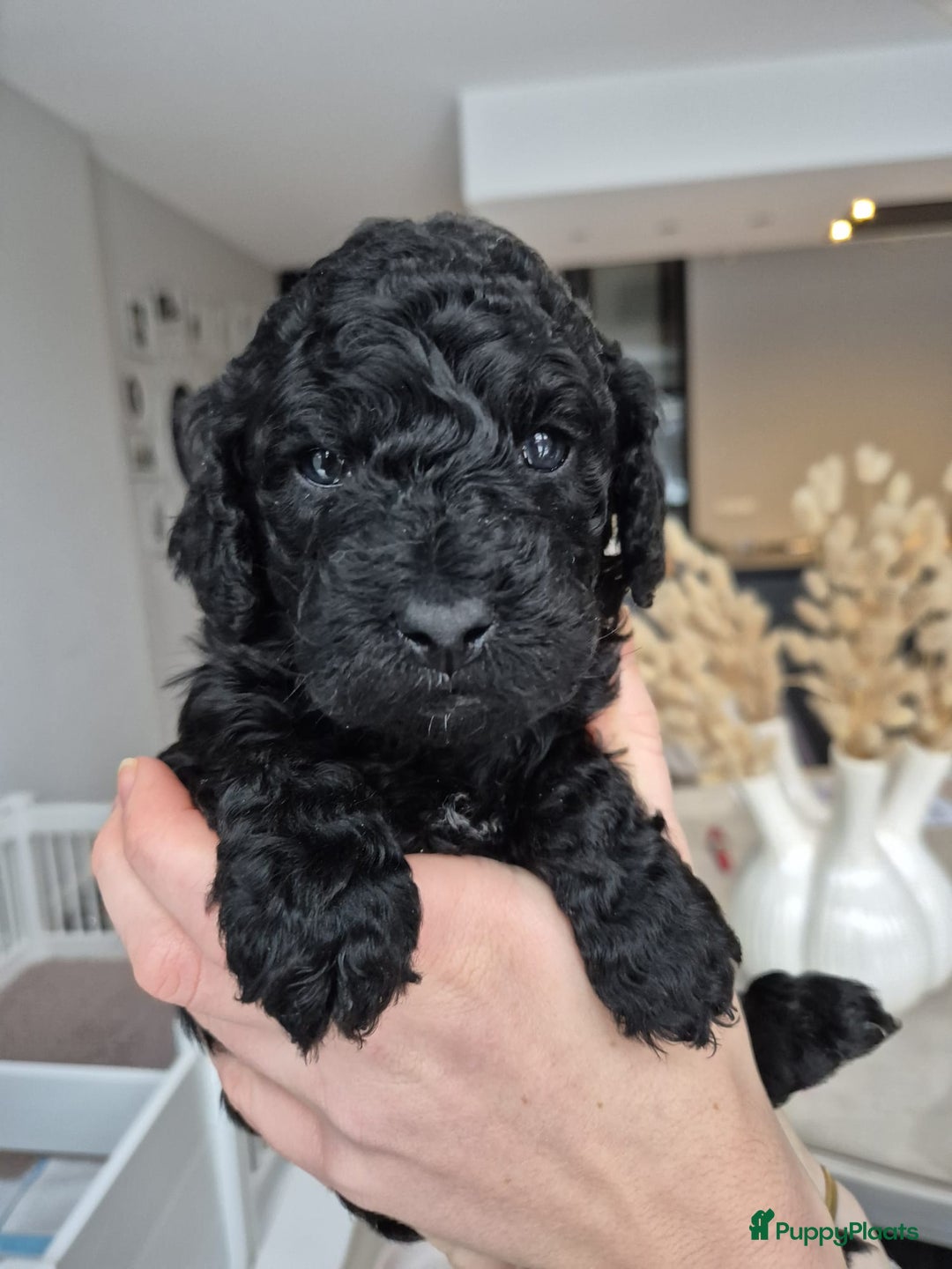 Labradoodle honden te koop: Prachtige F7 curly medium-mini Labradoodle pup  - Advertentie 4