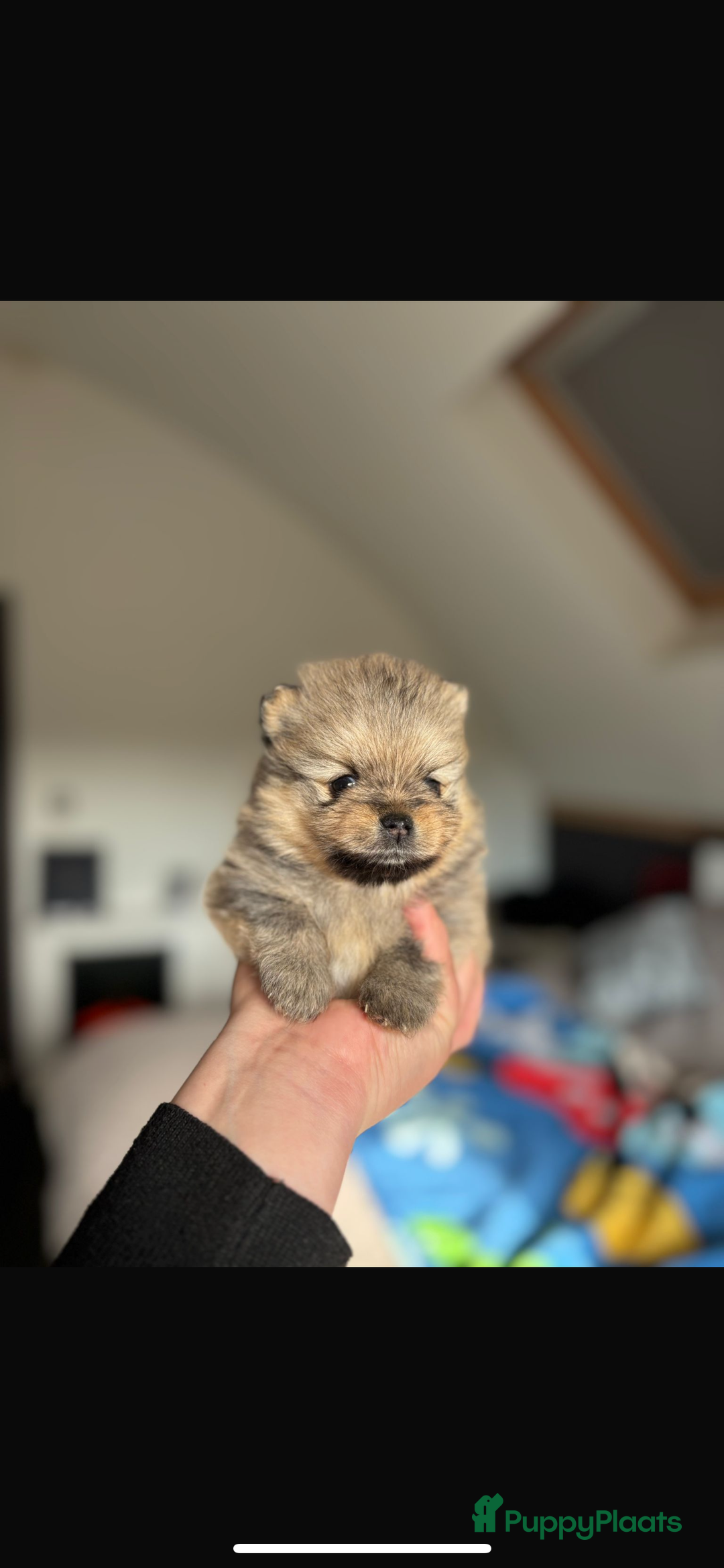 Pomeriaan honden te koop: Pomeriaan pups  - Afbeelding 10