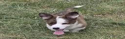 Welsh Corgi Cardigan honden te koop: Welsh Corgi Cardigan pup - Advertentie 3