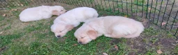 Golden Retriever honden te koop: Deze leukerds zoeken een baasje - Advertentie 10