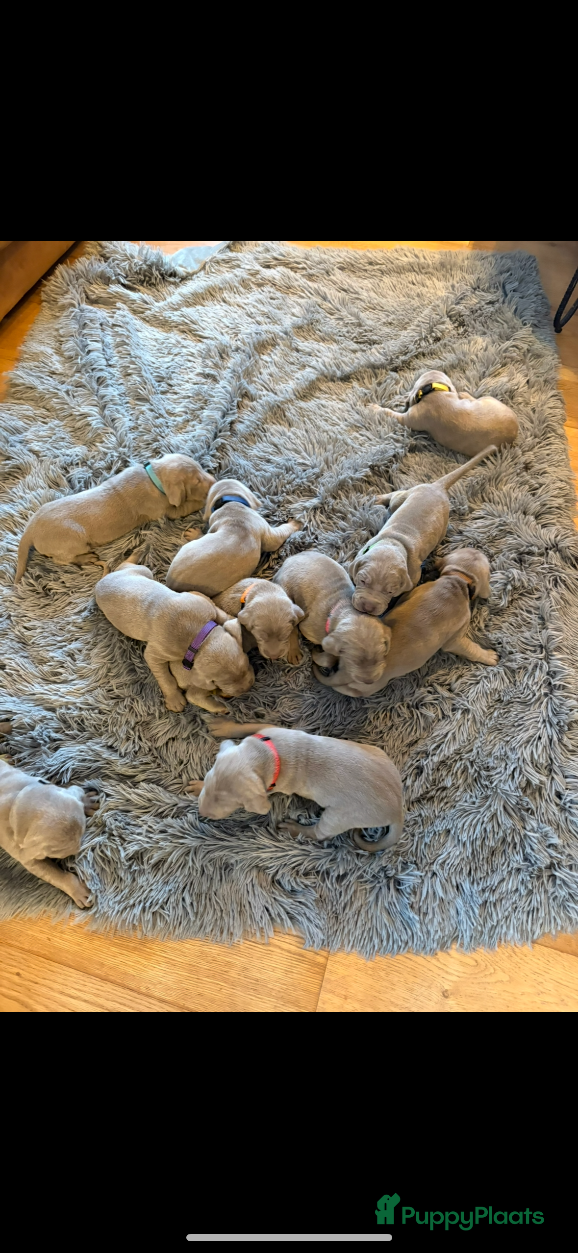 Weimarse Staande Hond korthaar honden Prachtige Weimaraner pups - Advertentie 2