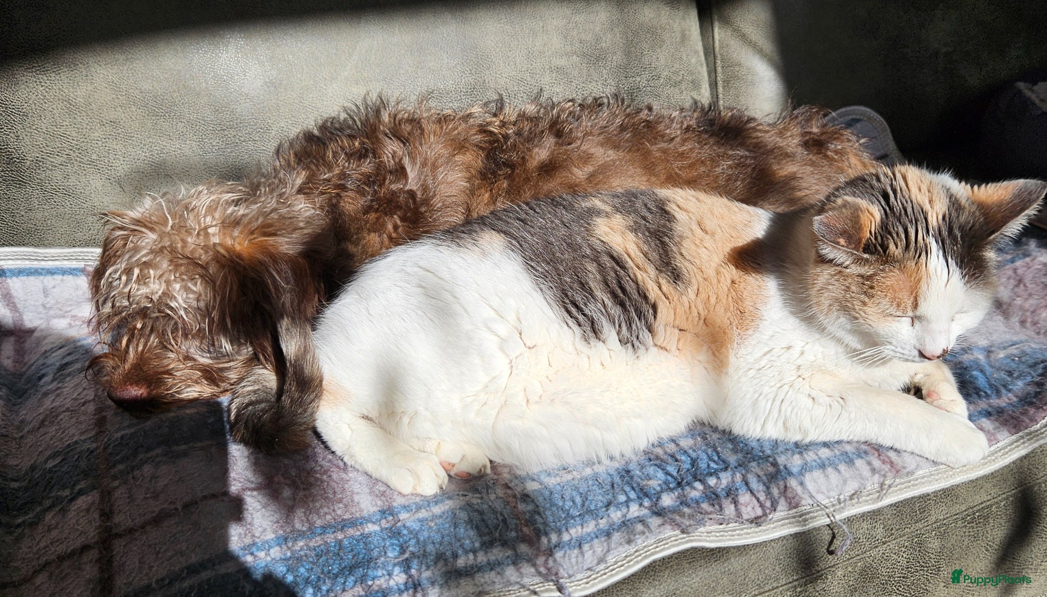 Kruising honden Kruizing bomer terrier - Advertentie 1