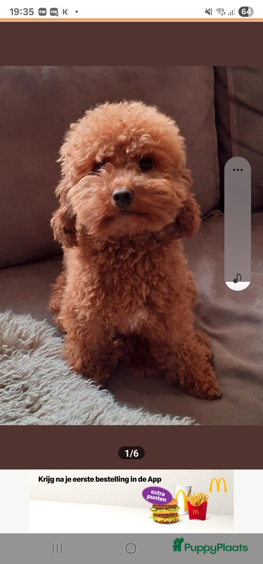 Poedel Toy honden te koop: Toy/dwerg poedel pups 🐾 - Advertentie 4