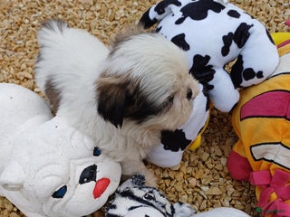 Shih Tzu honden leuke lieve ras zuiver shih tzu pups - Advertentie 2