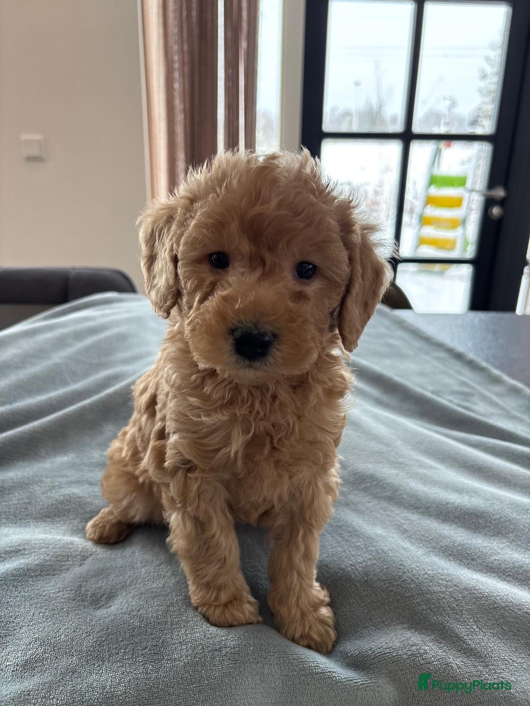 Kruising honden te koop: Mini labradoodle f4 - Advertentie 10