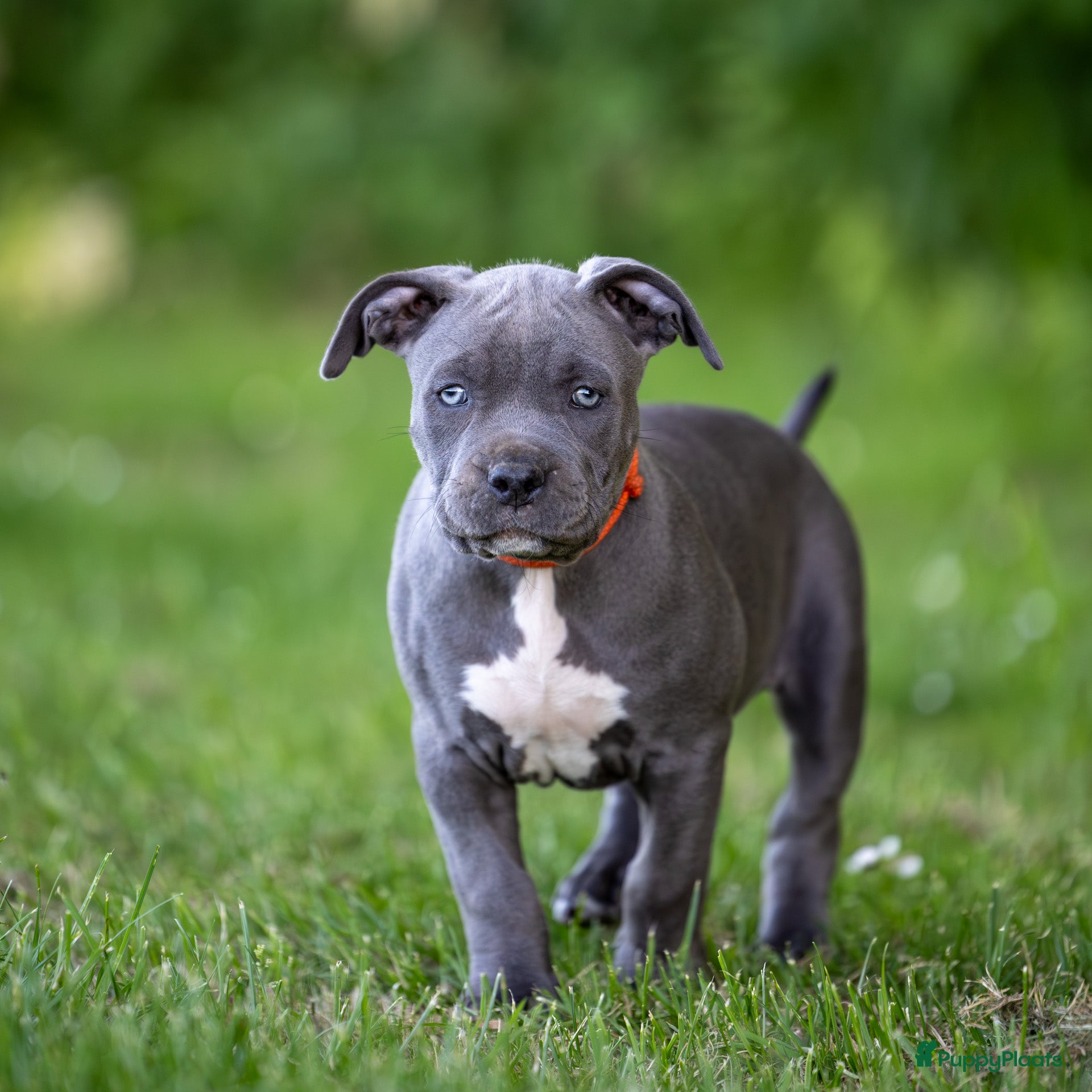 Luna