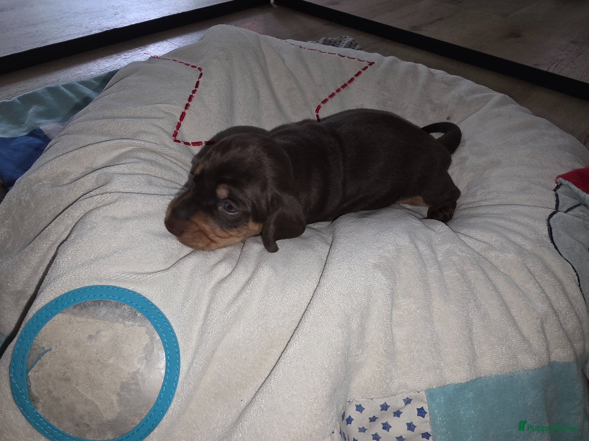 Teckel (korthaar)  honden te koop: ❤️ Prachtige, sociale, lieve dwergteckel pups ❤️ - Advertentie 18