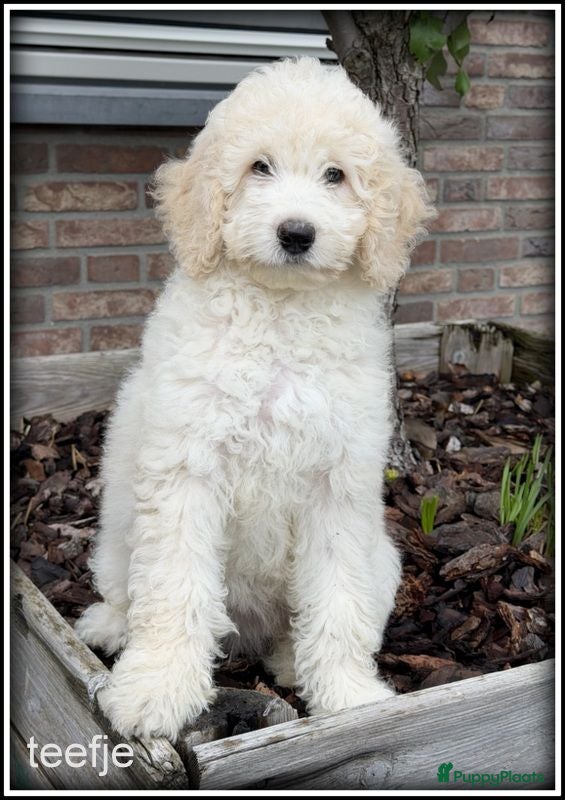 Labradoodle honden Labradoodle pups +/- 45 cm - Advertentie 2