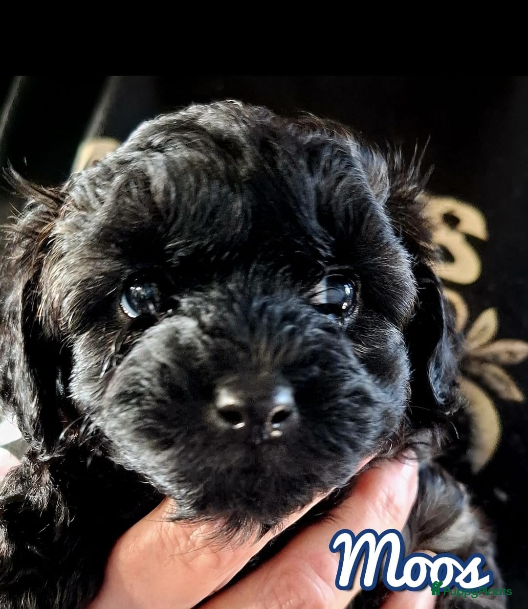 Maltipoo honden te koop: Maltipoo - Advertentie 18