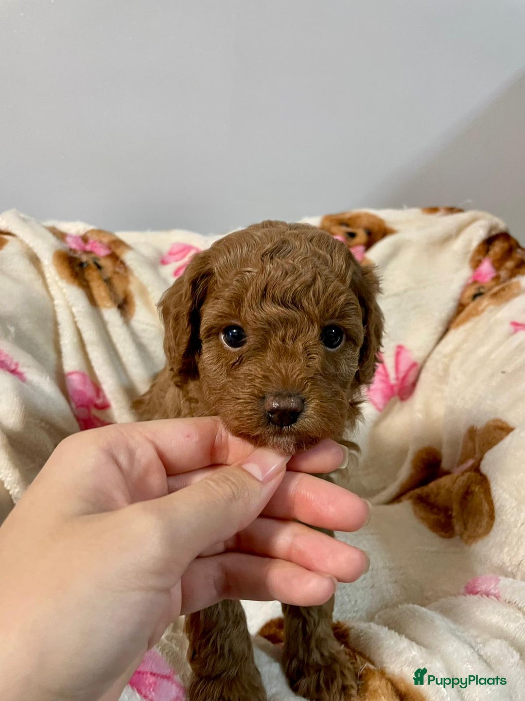 Poedel Toy honden te koop: 4 Prachtige Toy poedel teefjes - Advertentie 7