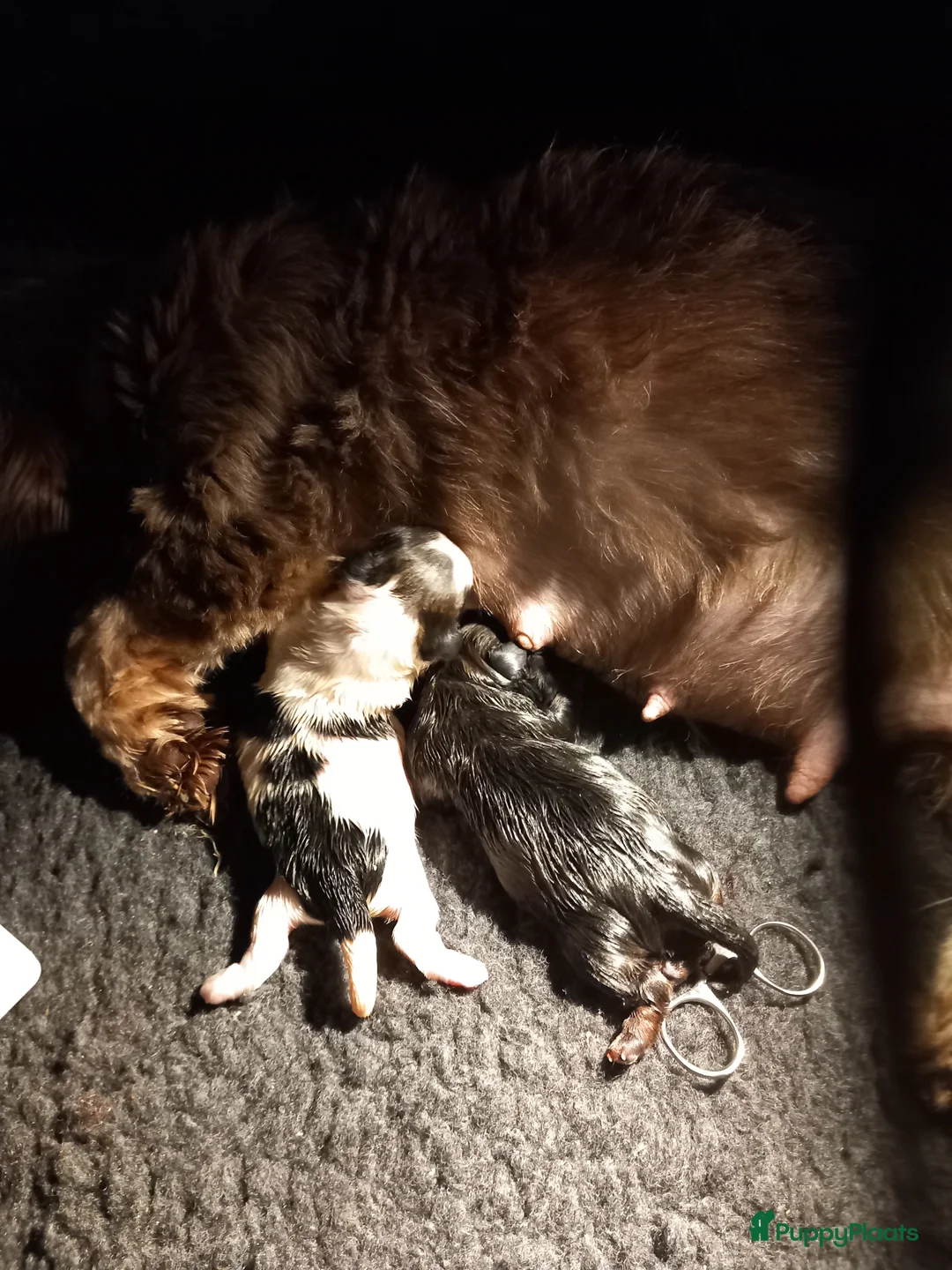 Kruising honden te koop: Shih tzu/boomer - Advertentie 5