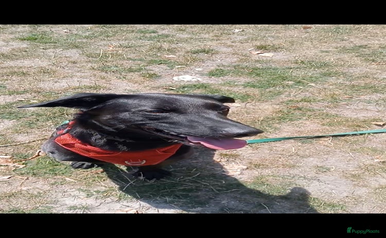 Kruising honden - Advertentie 1