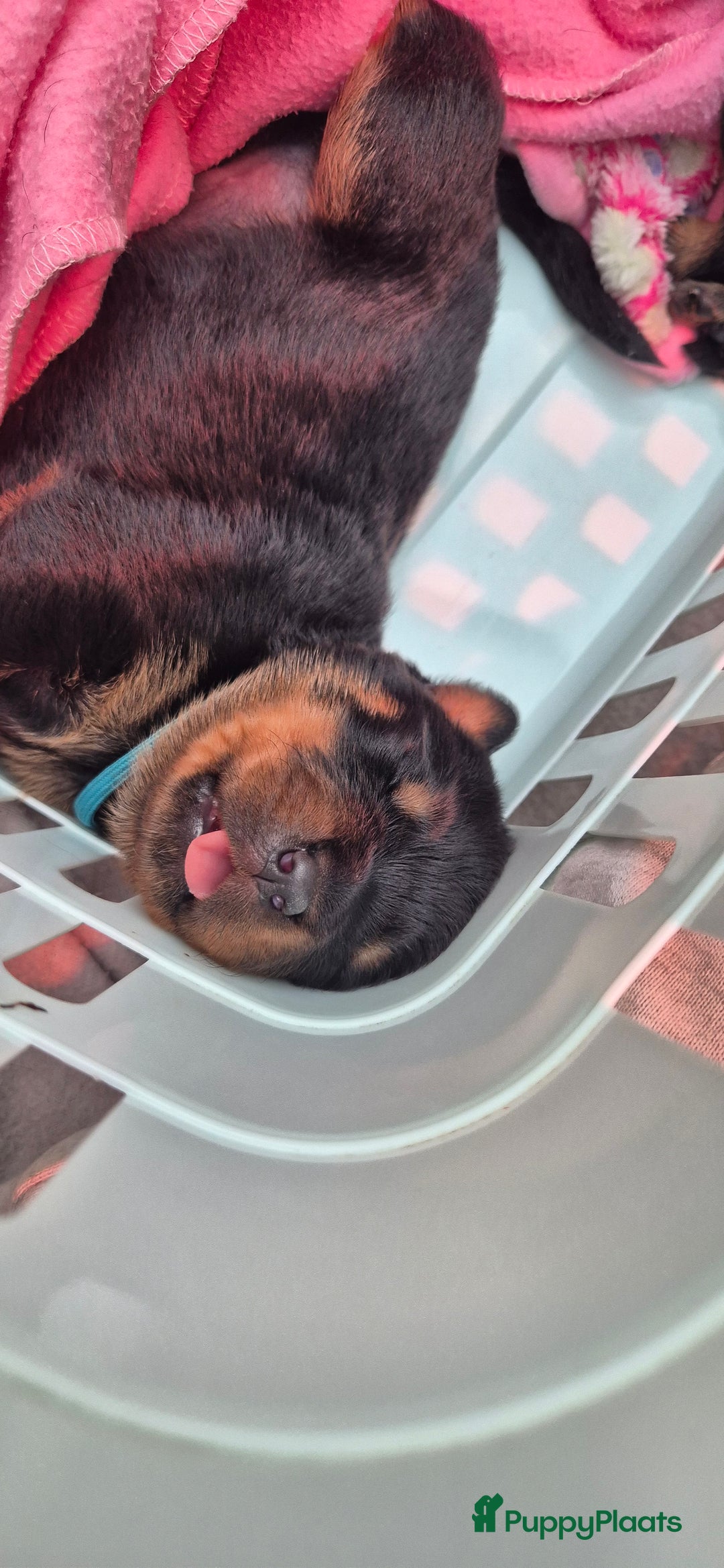 Rottweiler honden te koop: Nest F 27.11.2025 - Advertentie 20