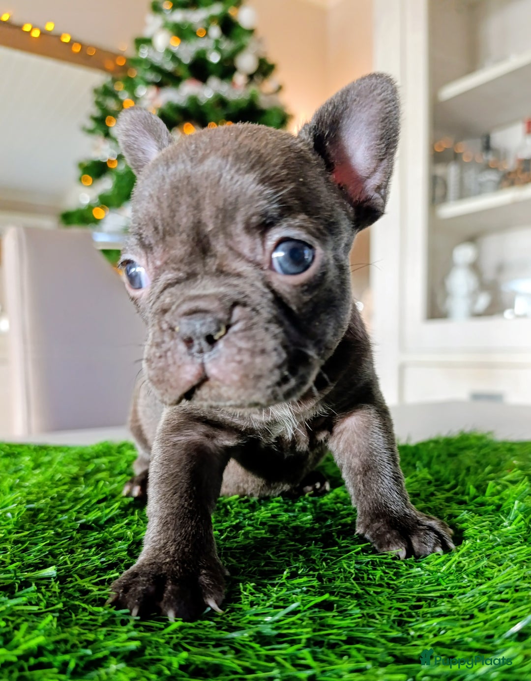 Franse Bulldog honden te koop: Franse bulldog pups België  - Advertentie 6