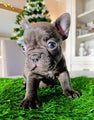 Franse Bulldog Puppy 3