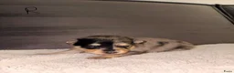 Kruising honden te koop: Pomeriaan pups black en tan & merle - Advertentie 2