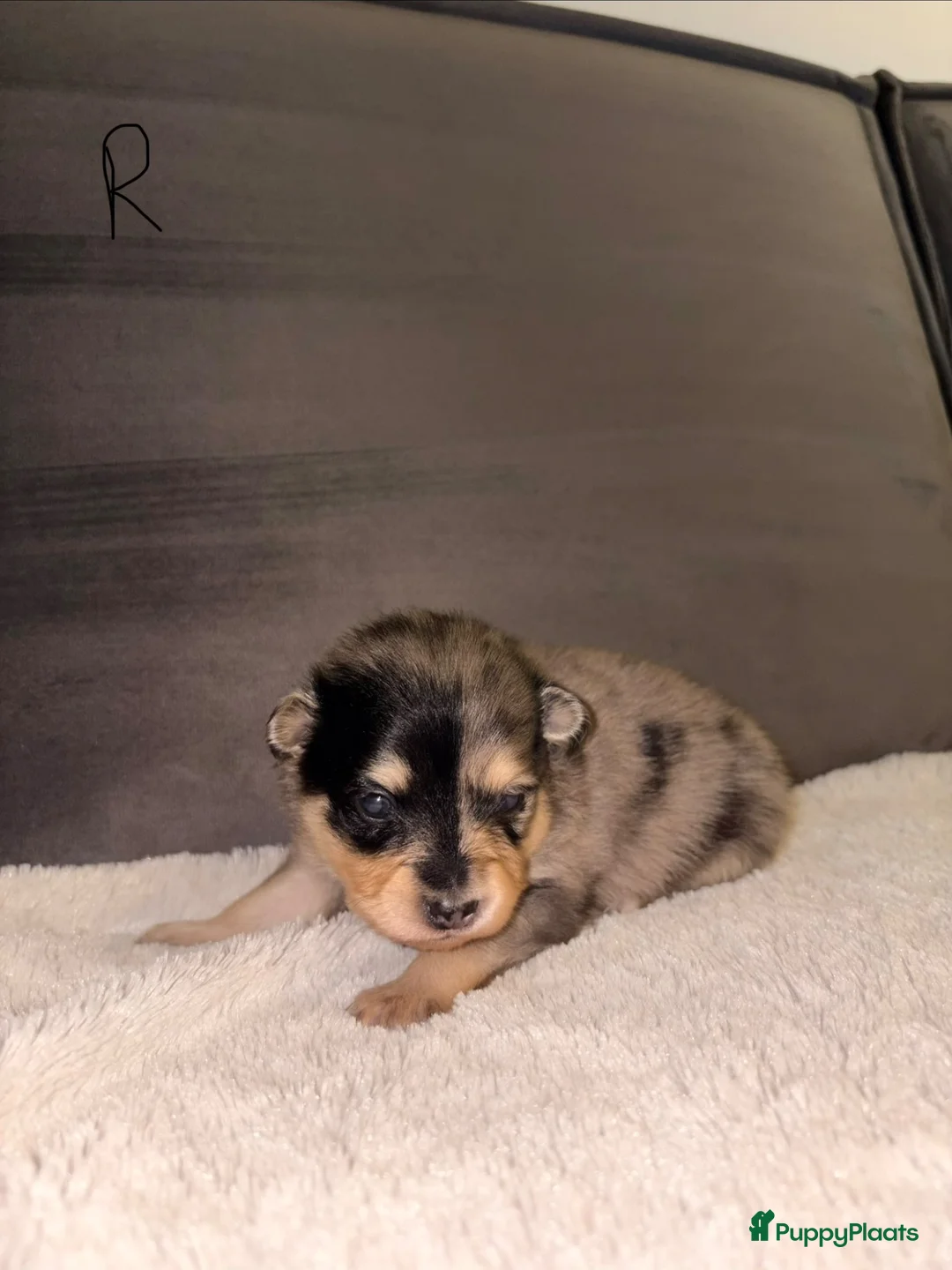 Kruising honden te koop: Pomeriaan pups black en tan & merle - Advertentie 2