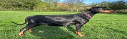 Dobermann honden te koop: Mooie en gezonde dobermann pups - Advertentie 1