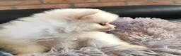 Pomeriaan honden te koop: Nog twee prachtige creme pomeranian puppys!❤️ - Advertentie 10