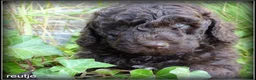 Labradoodle honden te koop: Labradoodle mini +/- 40 cm Mogen het nest verlaten - Advertentie 6