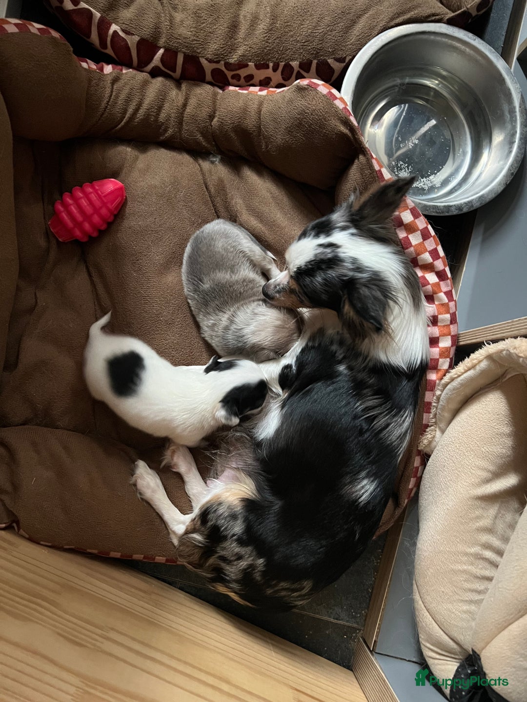 Chihuahua honden te koop: Mooie en lieve langhaar chihuahua. - Advertentie 17