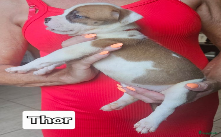 American Staffordshire Terriër honden - Advertentie 2