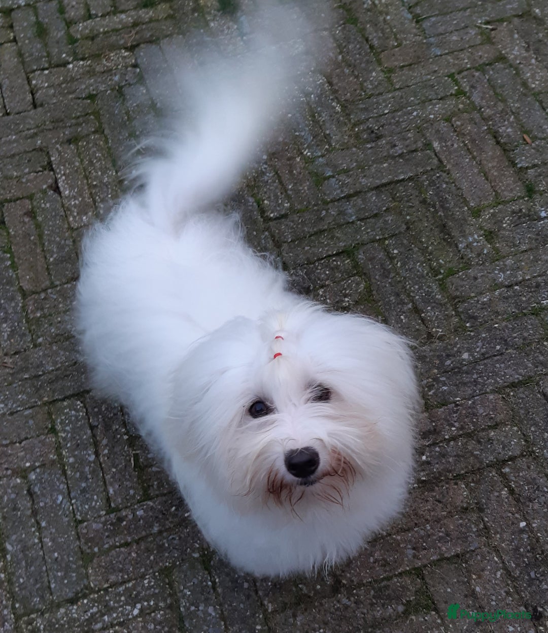 Coton De Tuléar honden ter adoptie: Coton de Tulear ter herplaatsing - Advertentie 2