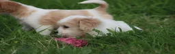 Kruising honden te koop: Kruising Cavalier King Charles Spaniel - Advertentie 13