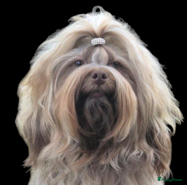 Bolonka Zwetna honden  We hebben nog 1 ♂️ bolonka zwetna beschikbaar  - Advertentie 2