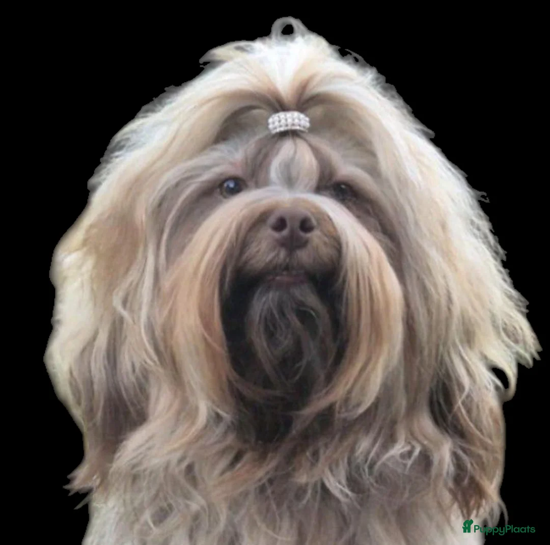 Bolonka Zwetna honden te koop:  We hebben nog 1 ♂️ bolonka zwetna beschikbaar  - Advertentie 2