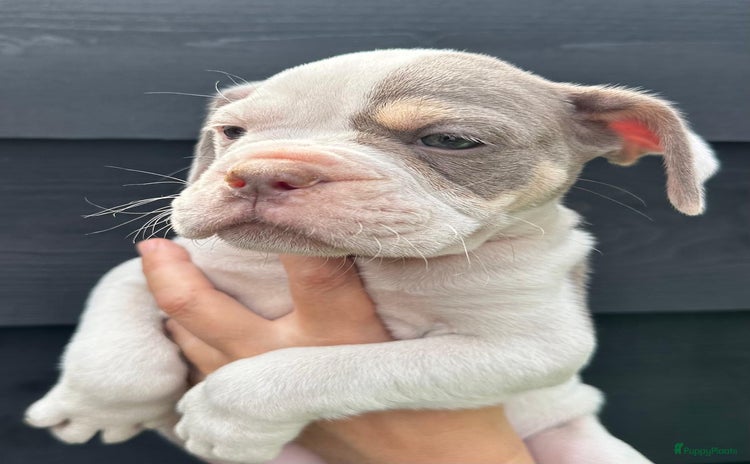 Old English Bulldog honden - Advertentie 2