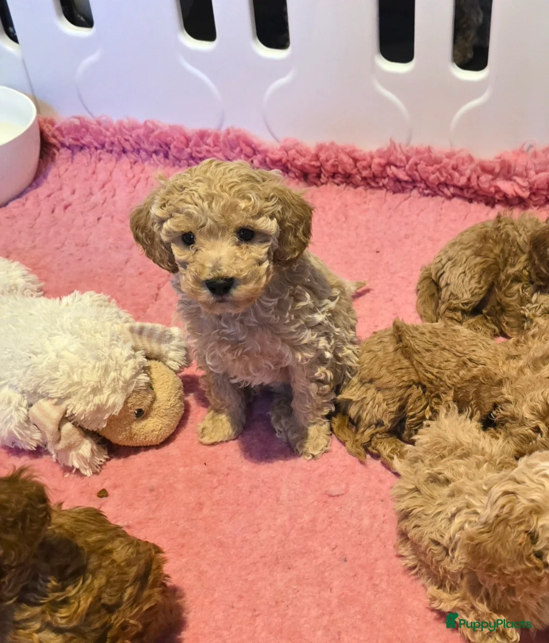 Maltipoo honden te koop: Mooie Maltipoo / toy poedel pup pups - Advertentie 9
