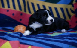 Border Collie honden te koop: Prachtige pups Border Collie/Barbado da Terceira - Afbeelding 18
