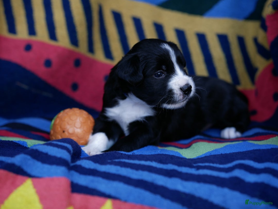 Border Collie honden te koop: Prachtige pups Border Collie/Barbado da Terceira - Afbeelding 18