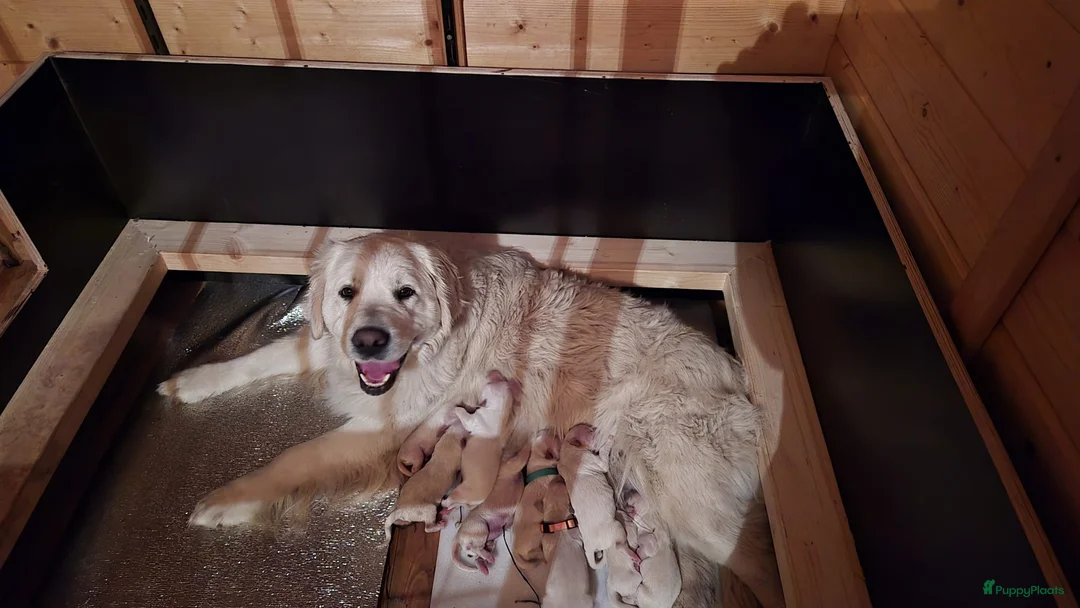 Golden Retriever honden te koop: Te koop prachtige Golden retrieverpups - Advertentie 2