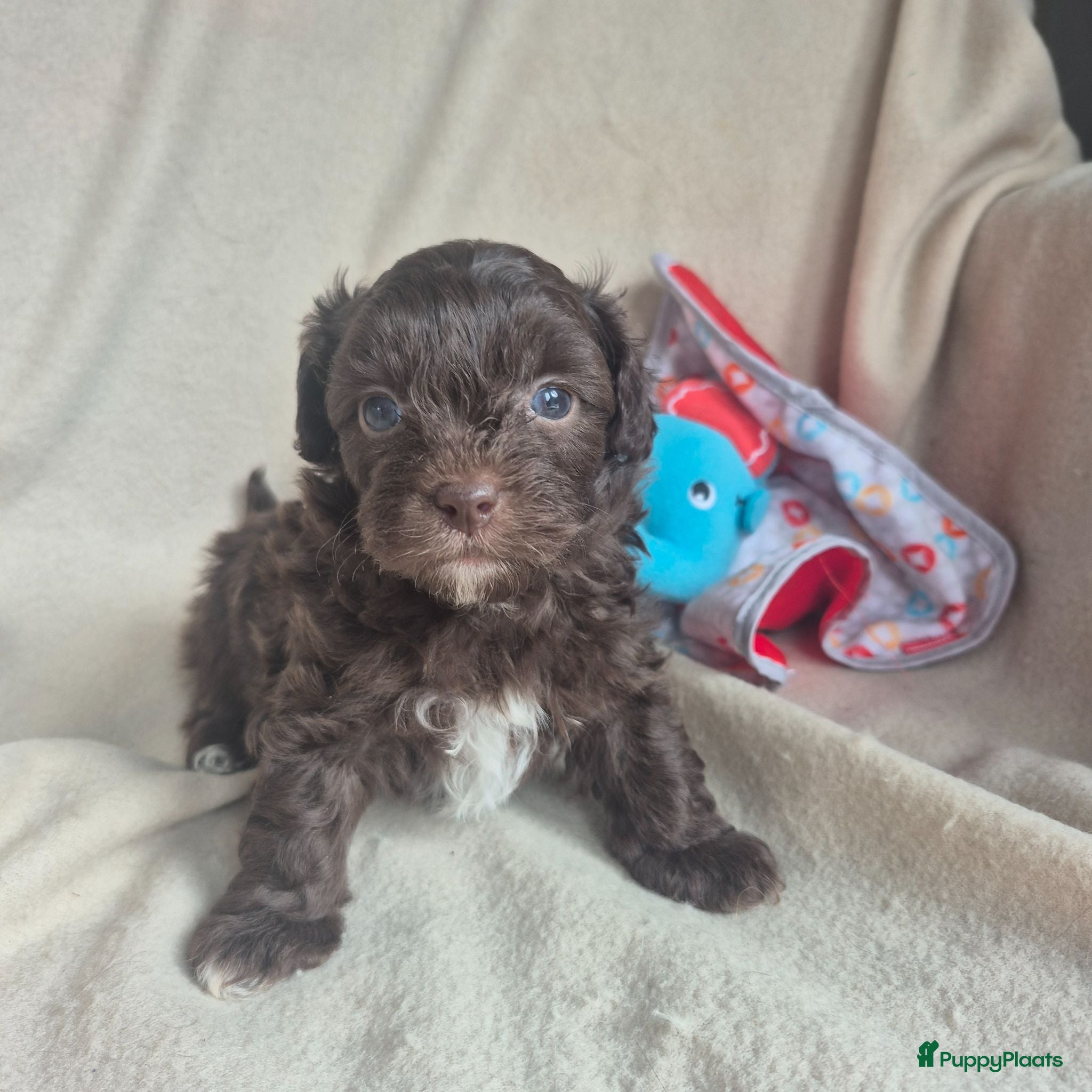 Kruising honden Lieve mini boompoo  - Advertentie 2