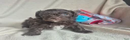 Kruising honden te koop: Lieve mini boompoo  - Advertentie 1