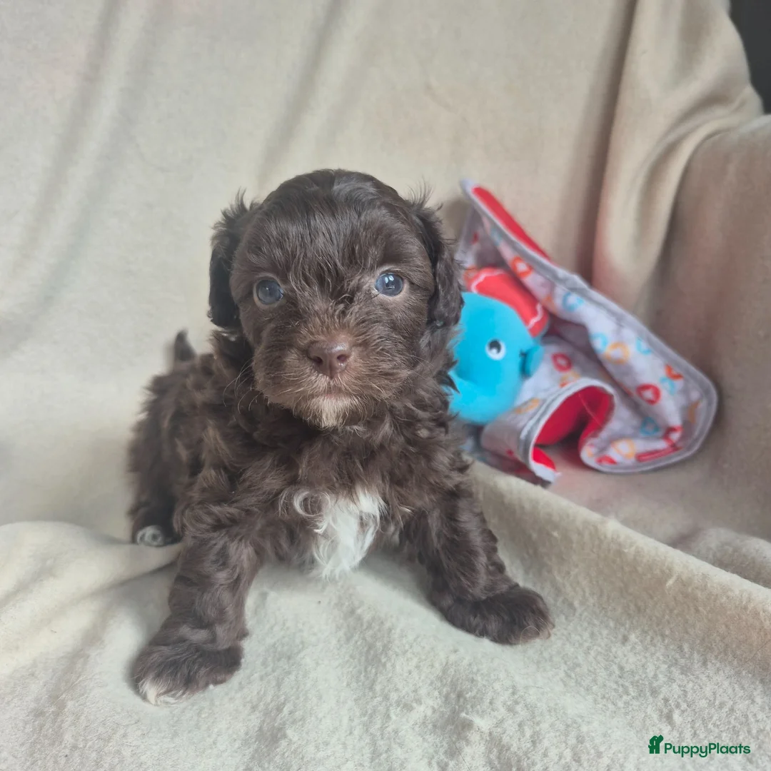 Kruising honden te koop: Lieve mini boompoo  - Advertentie 1