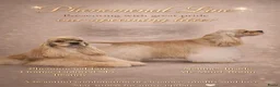 Amerikaanse Cocker Spaniel honden te koop: Nest Amerikaanse Cocker Spaniël - Advertentie 5
