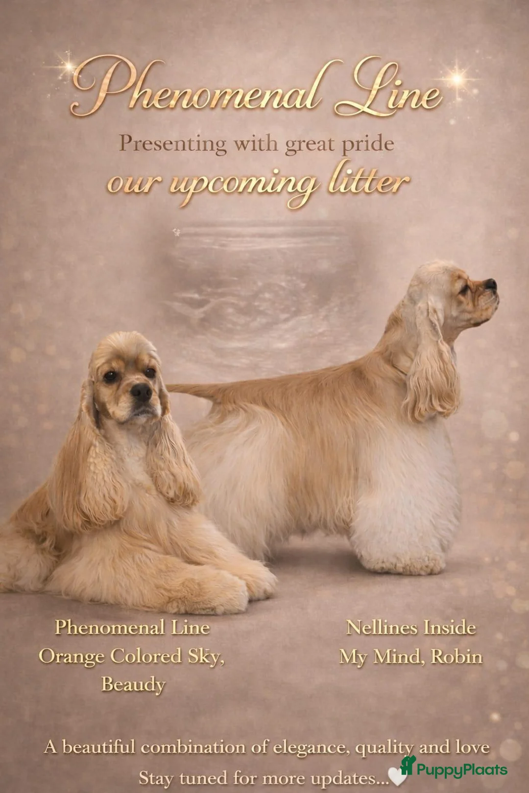 Amerikaanse Cocker Spaniel honden te koop: Nest Amerikaanse Cocker Spaniël - Advertentie 5