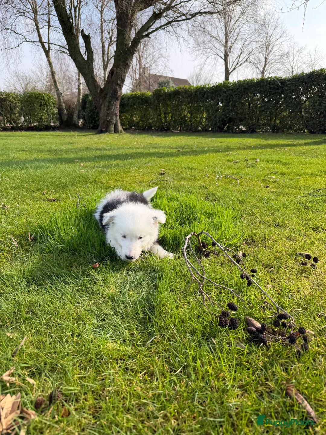 Kruising honden te koop: Australian Shepherd x Border Collie pups - Advertentie 25