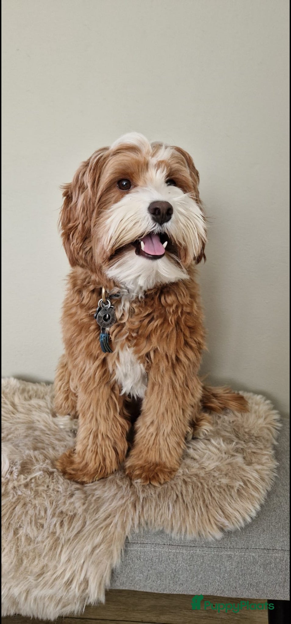 Australian Labradoodle honden te koop: Nestje Australian Labradoodles mini - Advertentie 21
